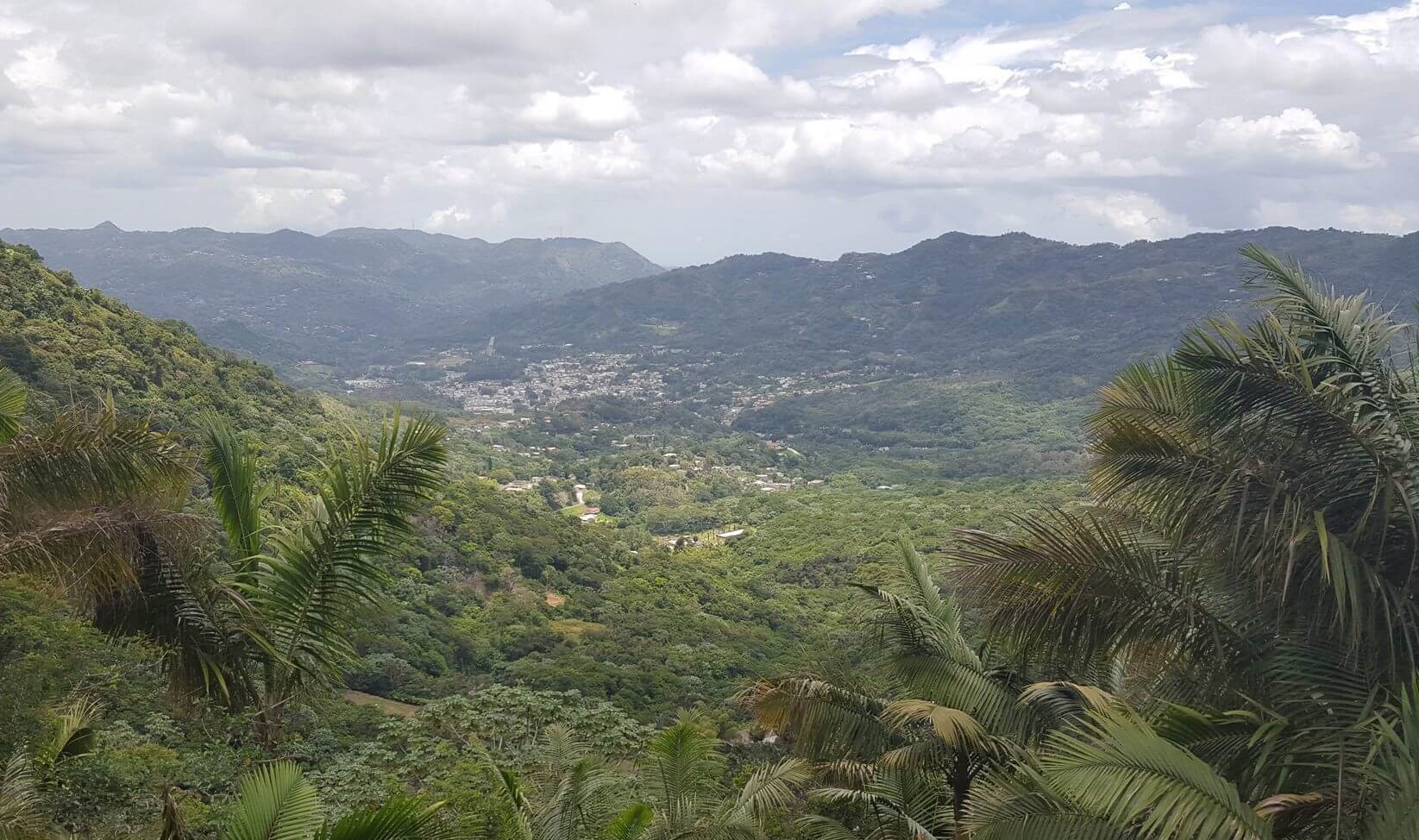 Suministrada por Bosque Modelo de Puerto Rico (Facebook).