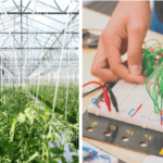 Abre convocatoria del Fondo de Becas Gualasia para estudiantes procedentes de Jayuya y Utuado que estudien agricultura o pedagogía